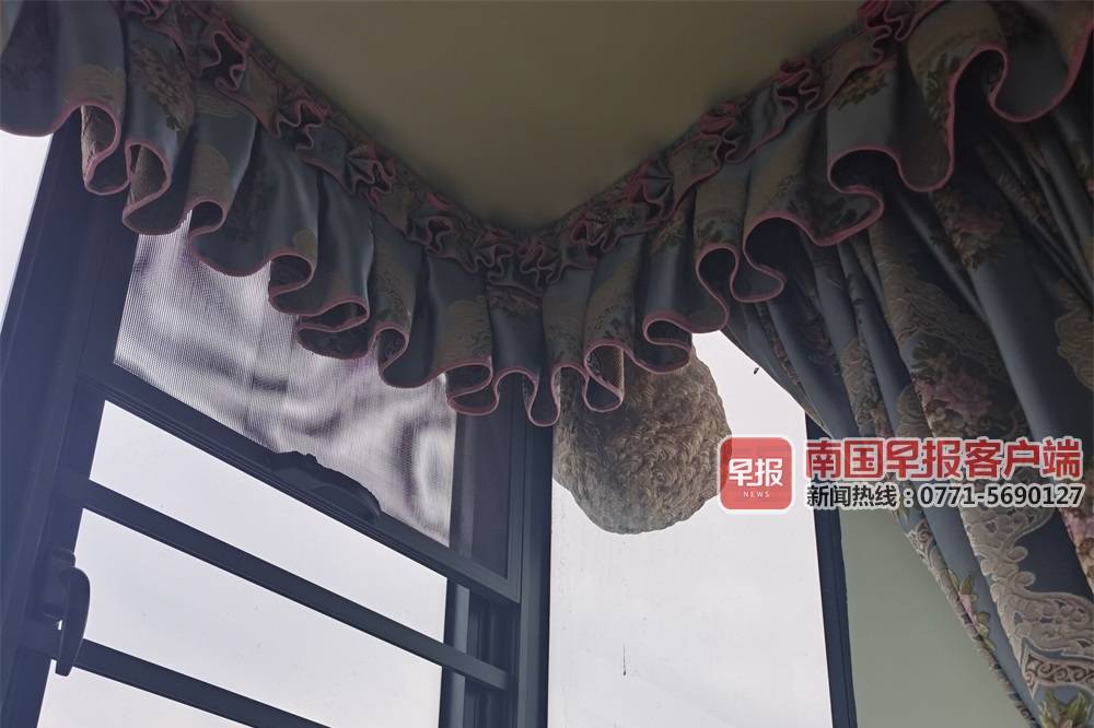 恐怖蜂巢,巨型蜂巢被挖出体积瘆人