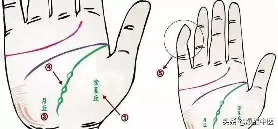 手诊图大全清晰图手背,全息手诊图