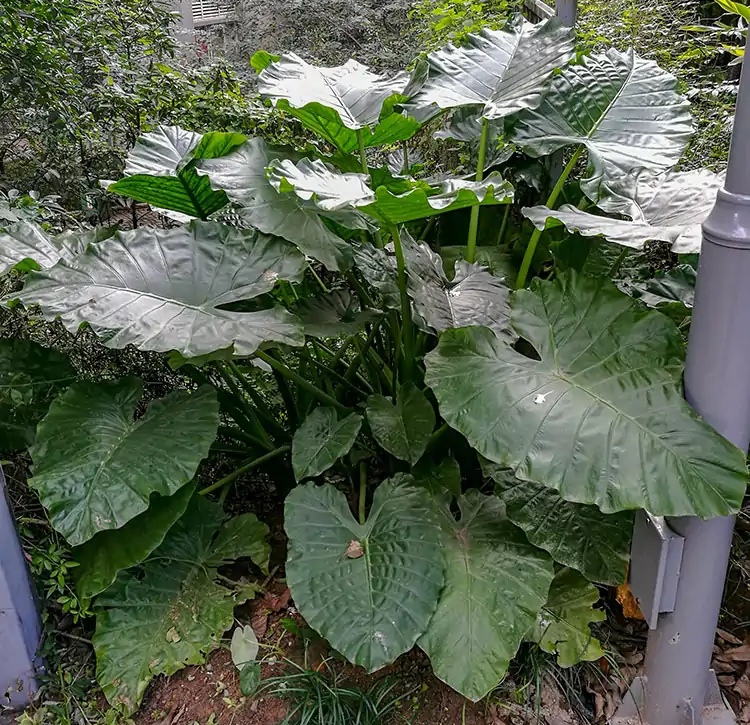 鎴峰涓嶈兘瑙︾鐨勬瘨鑺辨湁鍝簺,鍝簺姣掕姳涓嶈兘瑙︾