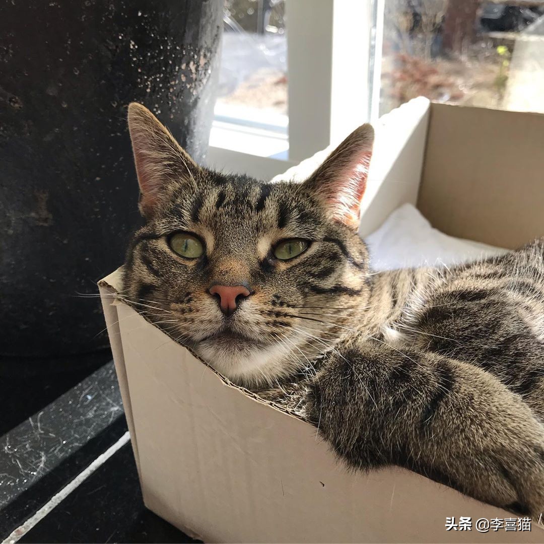 猫咪为什么喜欢睡纸箱,为什么猫咪偏爱纸箱睡觉