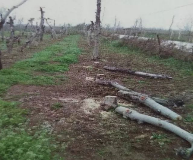 老龄苹果树改造有绝招,苹果树老树最新改造方案