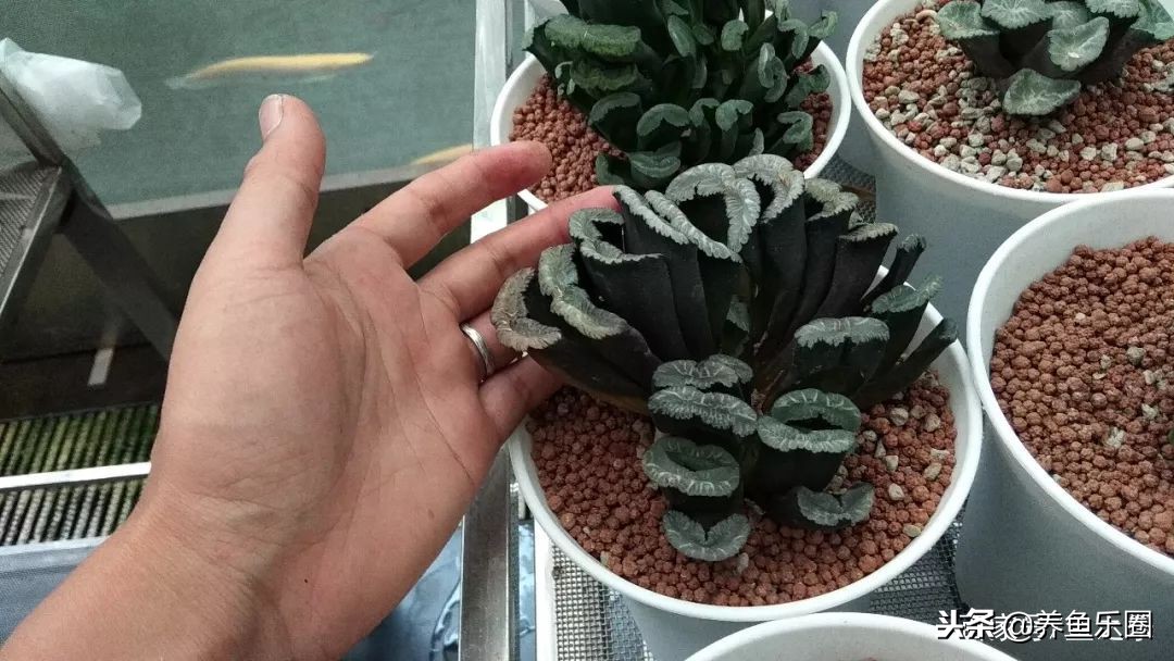 这位土豪家的渔场,光滤材就花了500多万,你确定不要见识一下?