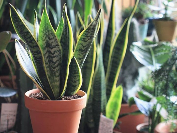 10种好养的花草,这些绿植养在家里高级又实用