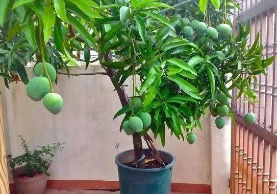 生姜盆栽非常简单也非常容易活,冬季家庭生姜盆栽种植方法