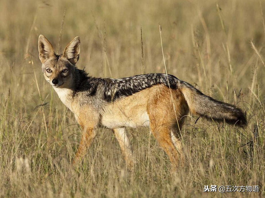 不同的犬科动物之间有生殖隔离吗,犬科动物都没有生殖隔离