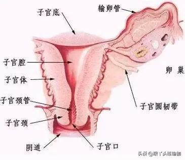 脸部灌肤小罐的正确方法,罐罐面部护理
