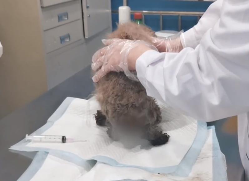 狗狗生产容易难产吗,狗狗生产会不会大出血