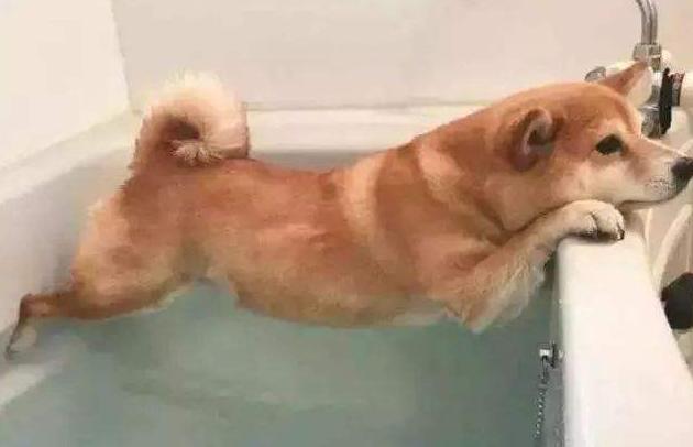 为什么狗狗不能经常洗澡,为什么狗狗讨厌洗澡的吹风机