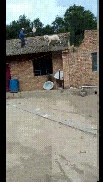 搞笑gif嫂子包饺子,搞笑gif姑娘你这次真的是玩过头了