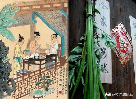 端午节艾草挂几颗才是正确的,端午节插艾草是为了什么