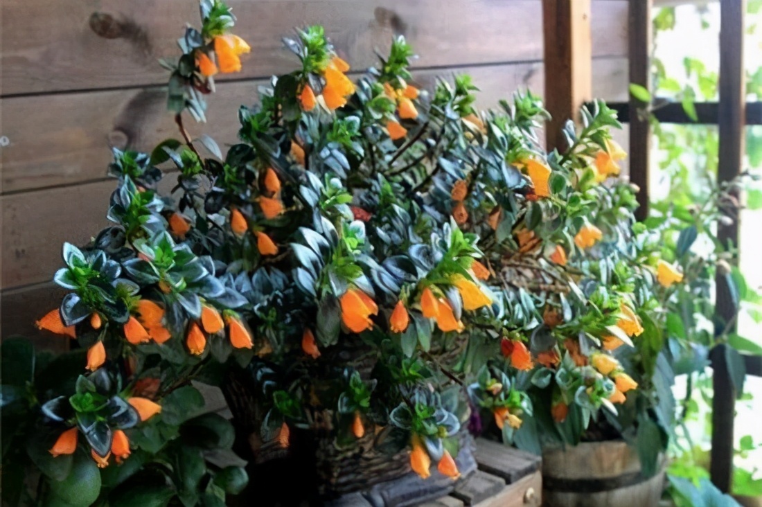 如何防止金鱼吊兰枯萎发黄,小金鱼吊兰黄叶