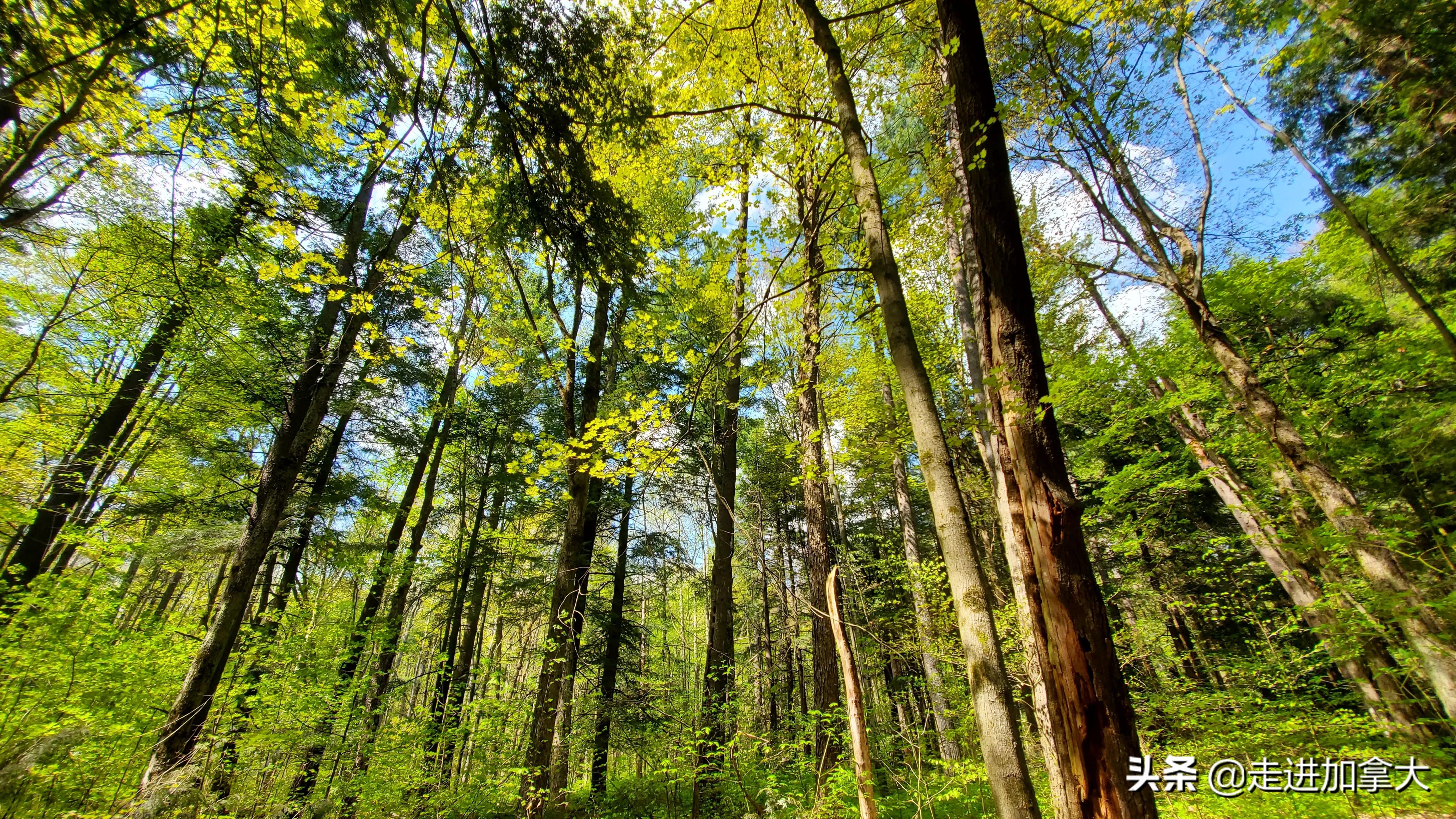 加拿大最新签证和移民处理时间,加拿大移民部学签政策