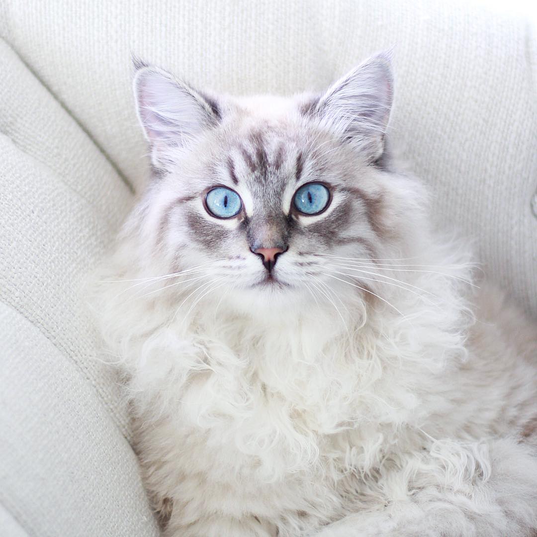 猫球虫症状怎么治疗,猫球虫病是怎么导致的