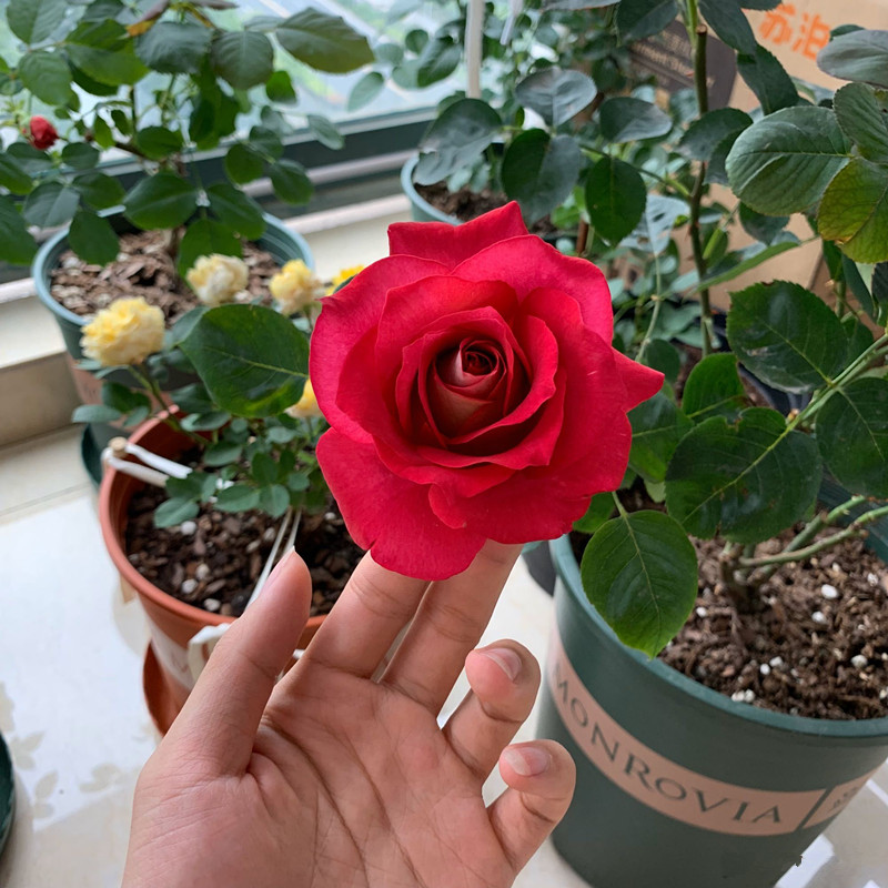 哪些盆栽月季花很香,推荐一款又香又好看的月季花