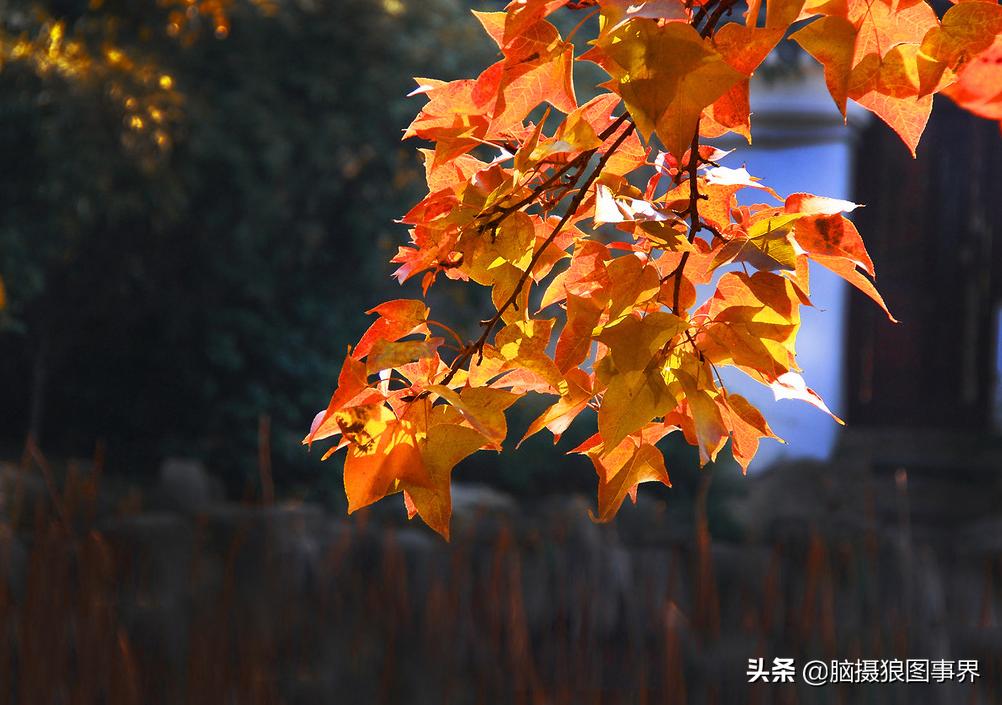 秋叶拍照构图,如何拍摄秋叶照片