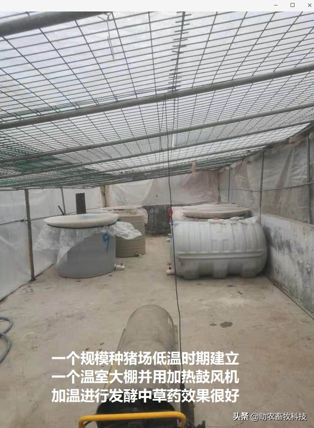 非洲猪瘟采用中草药的配方和运用方法推荐