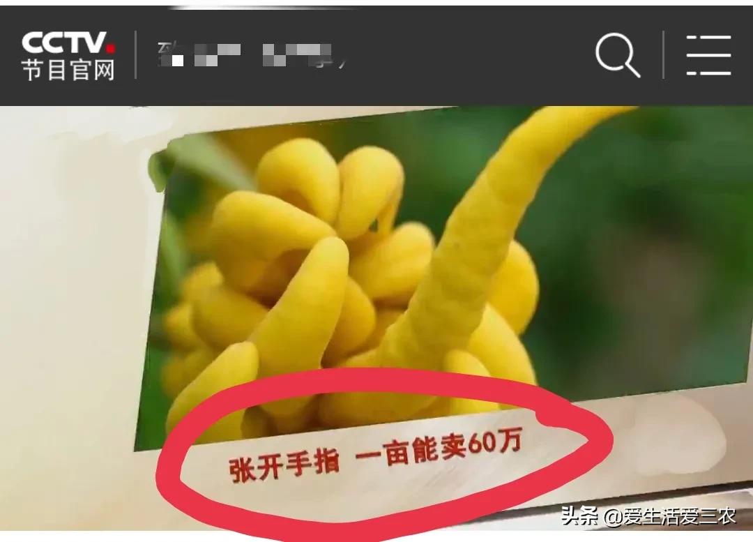 佛手柑种植新政策,佛手柑一亩种植成本