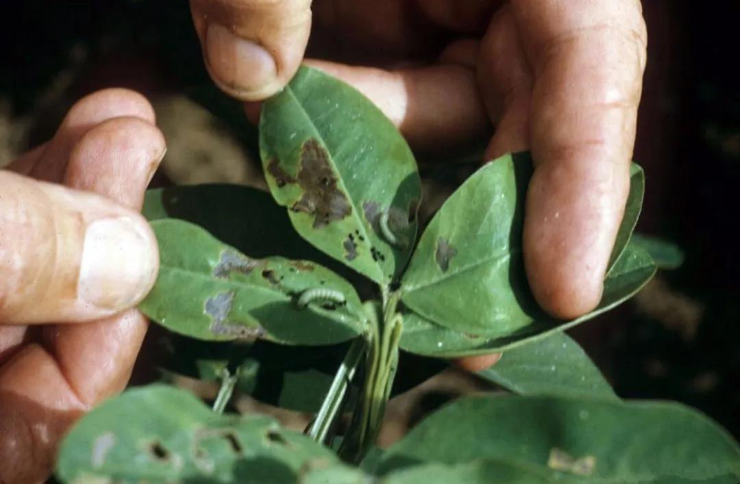 花生初花期虫害打什么药,花生虫害防治大全