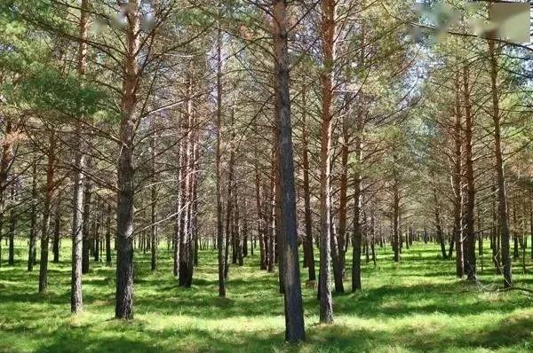 樟子松的种植方法和管理,樟子松苗前景怎么样