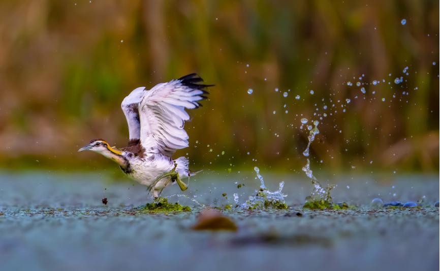佳能eos鸟眼对焦,佳能拍飞鸟对焦最佳方法