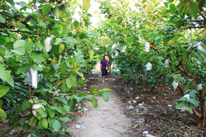 桃金娘科树番樱属代表植物,赤楠桃金娘科蒲桃属植物