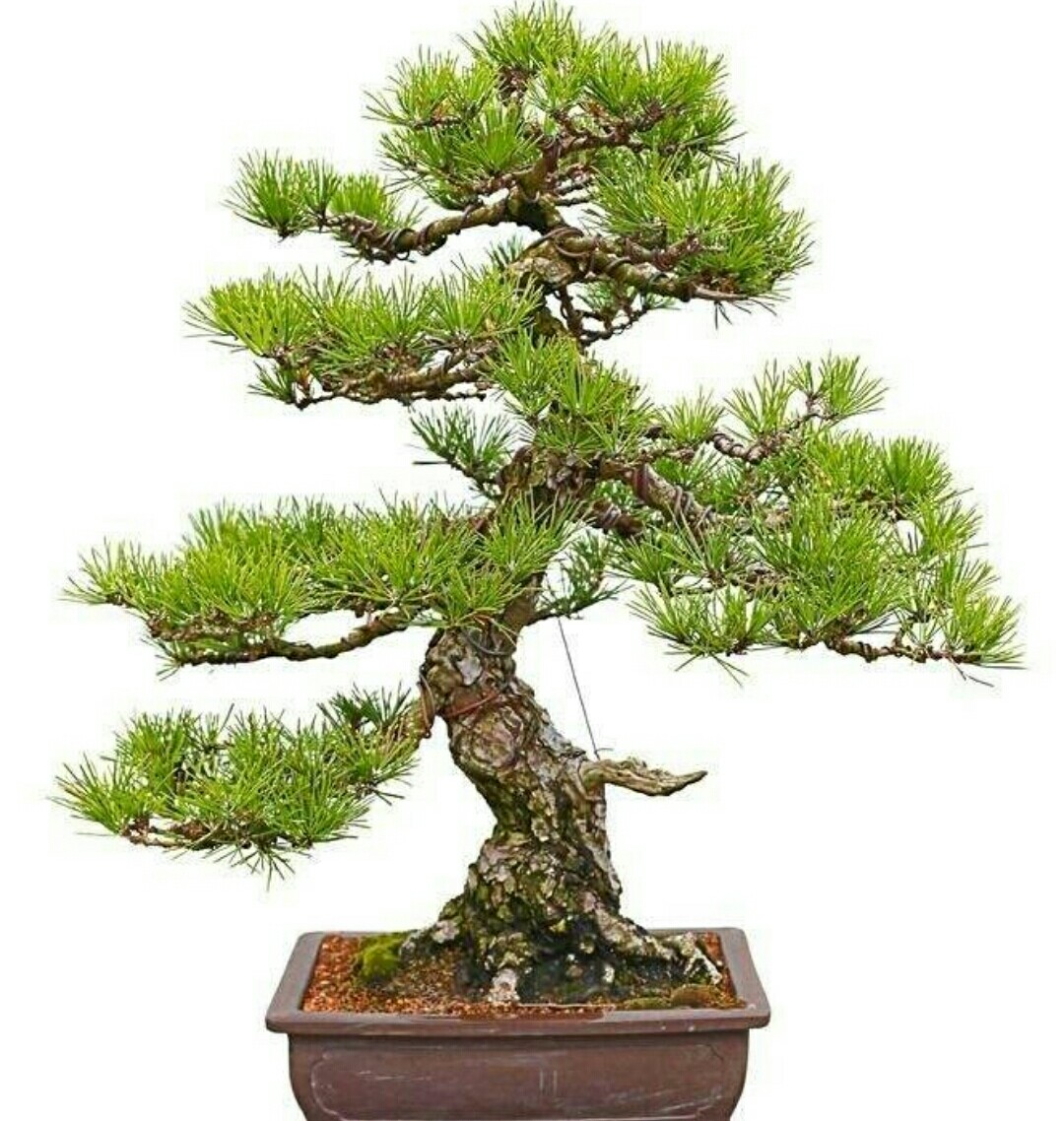 极品山松盆景造型,山松盆景怎样种