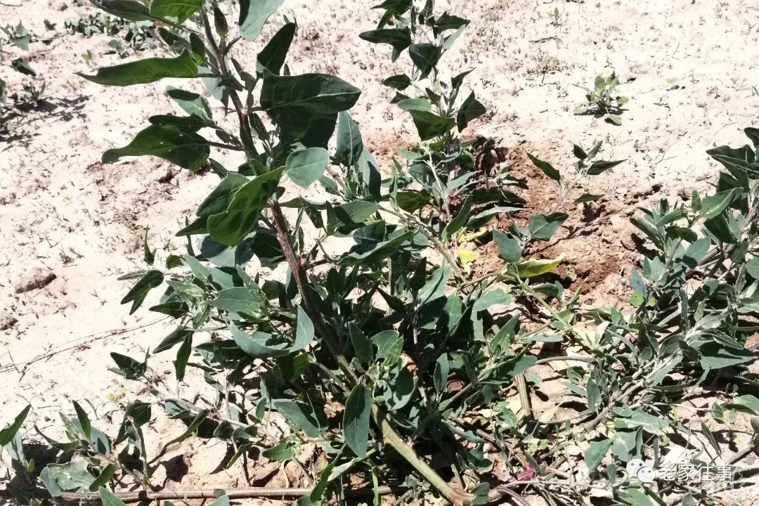 农村生活实拍,农村生活污水处理