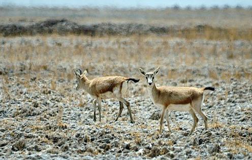 非洲牛科,物种繁多,来认识一下非洲大陆的各种羚羊吧