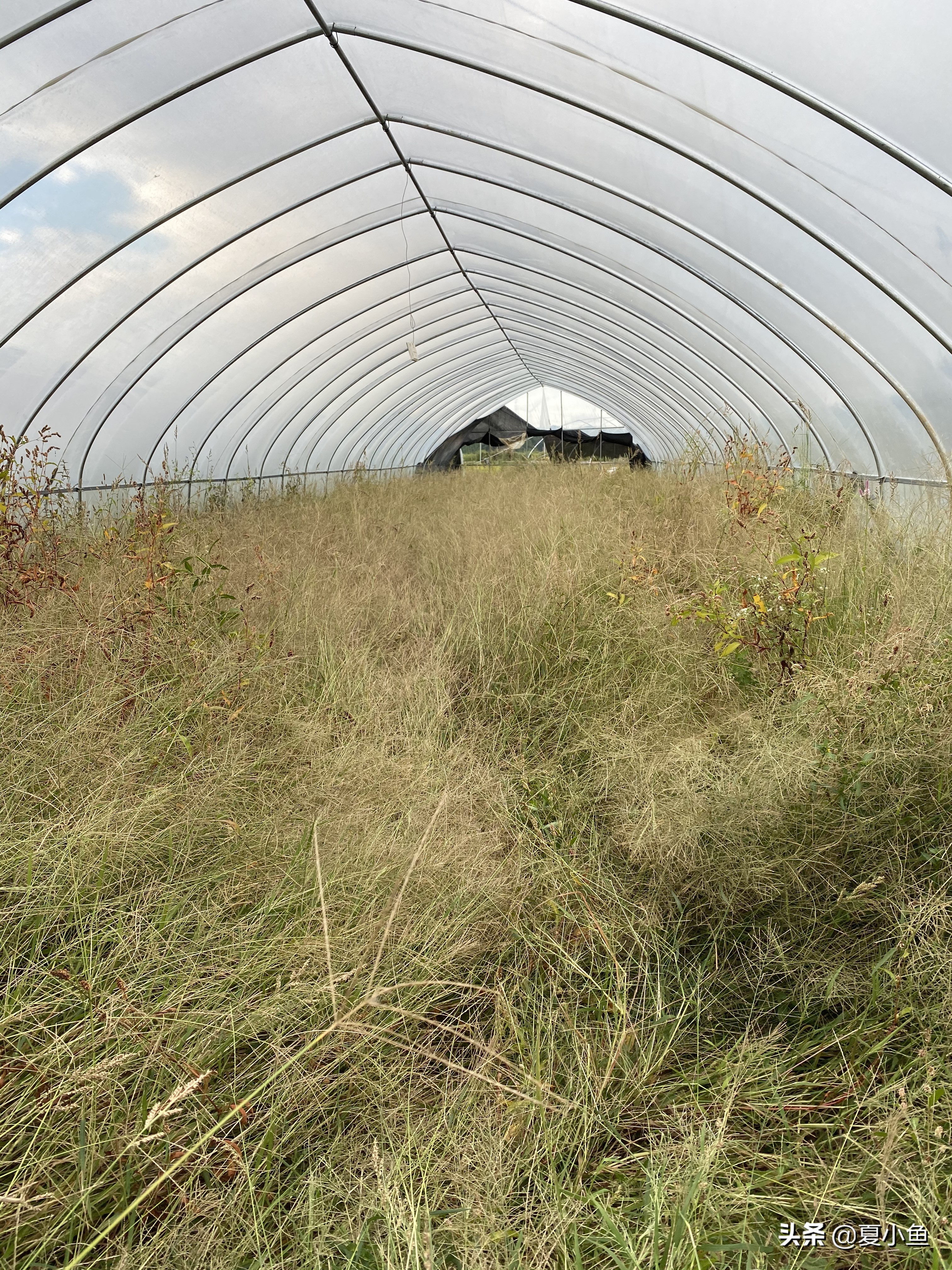 种植羊肚菌亏本的人多吗,羊肚菌种植技术与销路