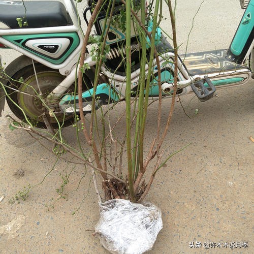 月季为什么不开花和品种有关系吗,买回来的月季不长花骨朵怎么办