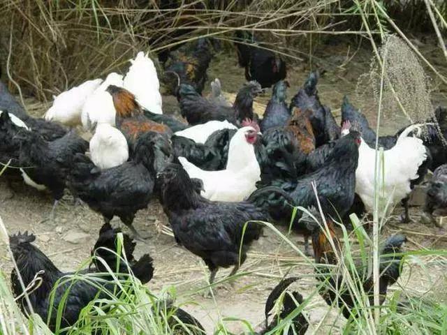 吃鸡有什么忌口,关于吃鸡关于忌口