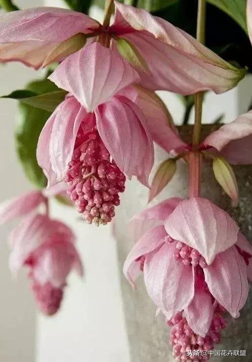 打翻了调色盘的花,打翻了调色盘的美景