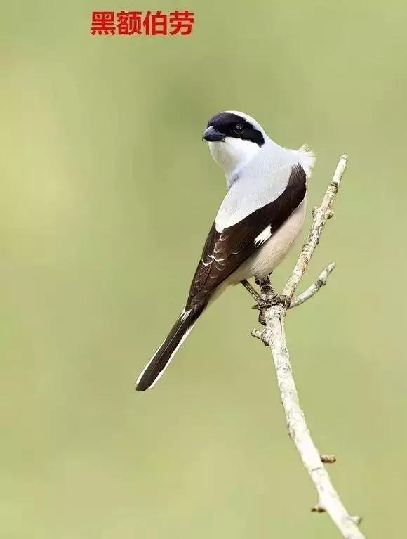 伯劳鸟饲养,没睁眼的伯劳怎样饲养