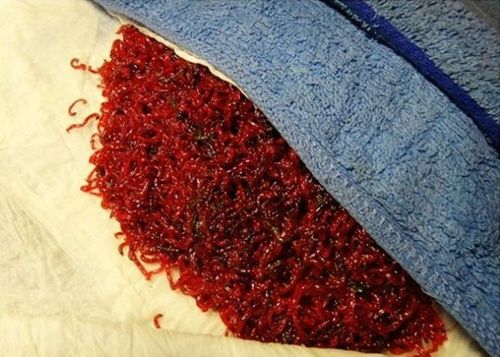 污水处理池红虫怎么处理,手破了碰到红虫了怎么处理