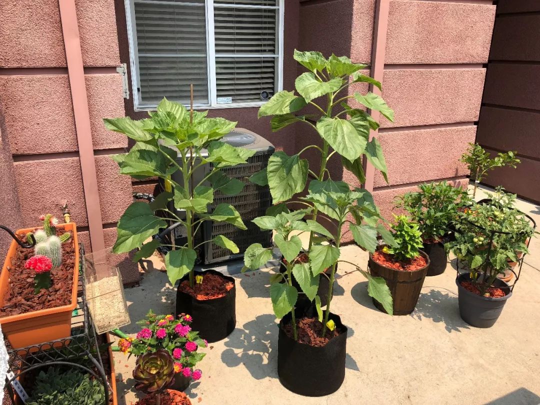 向日葵盆栽种植要晒太阳吗,向日葵盆栽能养几年