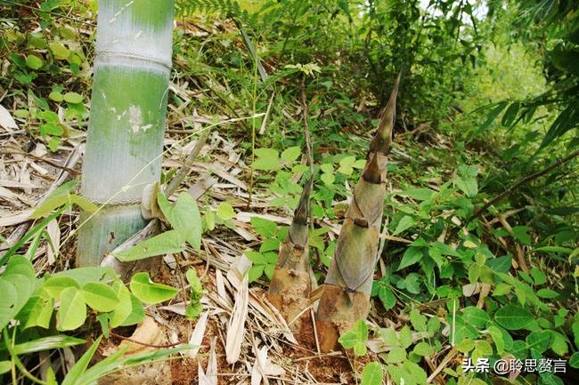 竹笋诗词精选三十一首,山中竹笋诗词