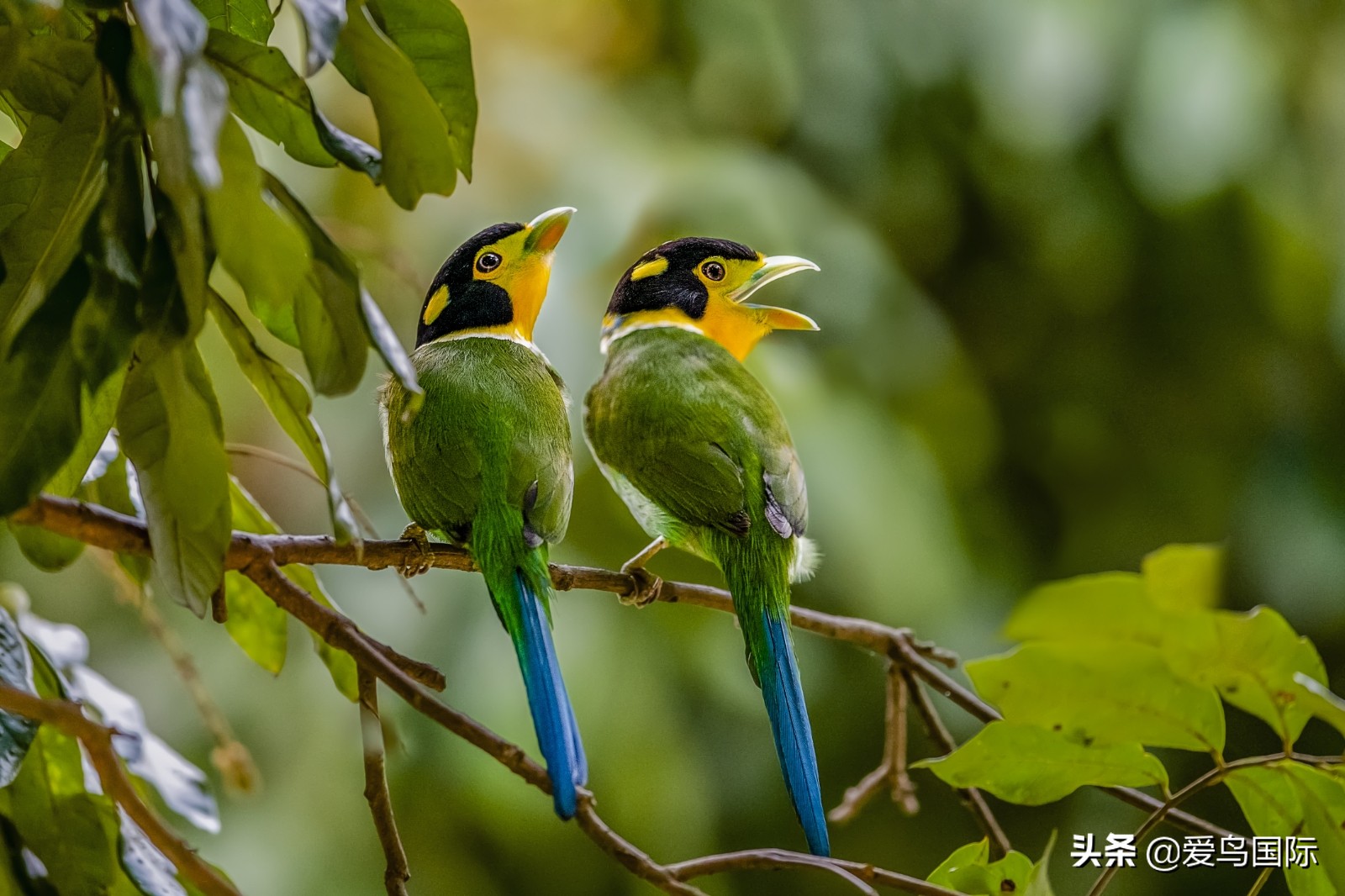 鸟类图片大全大图观赏,鸟类照片合集