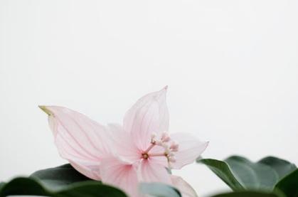 英语表语从句讲解,英语表语从句的类型与用法