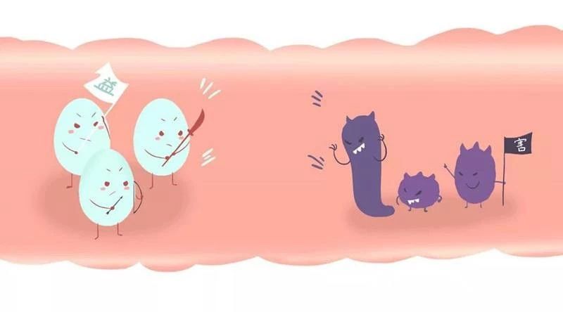 猫吃哪款益生菌比较好,猫用益生菌和人用的益生菌