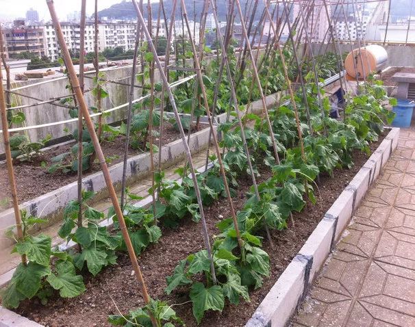 在阳台种植芸豆怎么施肥,家里阳台如何种植芸豆视频