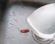 灭蟑螂最好的方法一招解决,蟑螂怎么灭杀最好方法