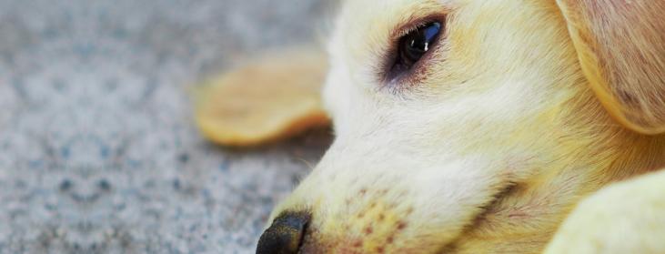 什么是犬黄疸,犬黄疸肝炎的症状及表现