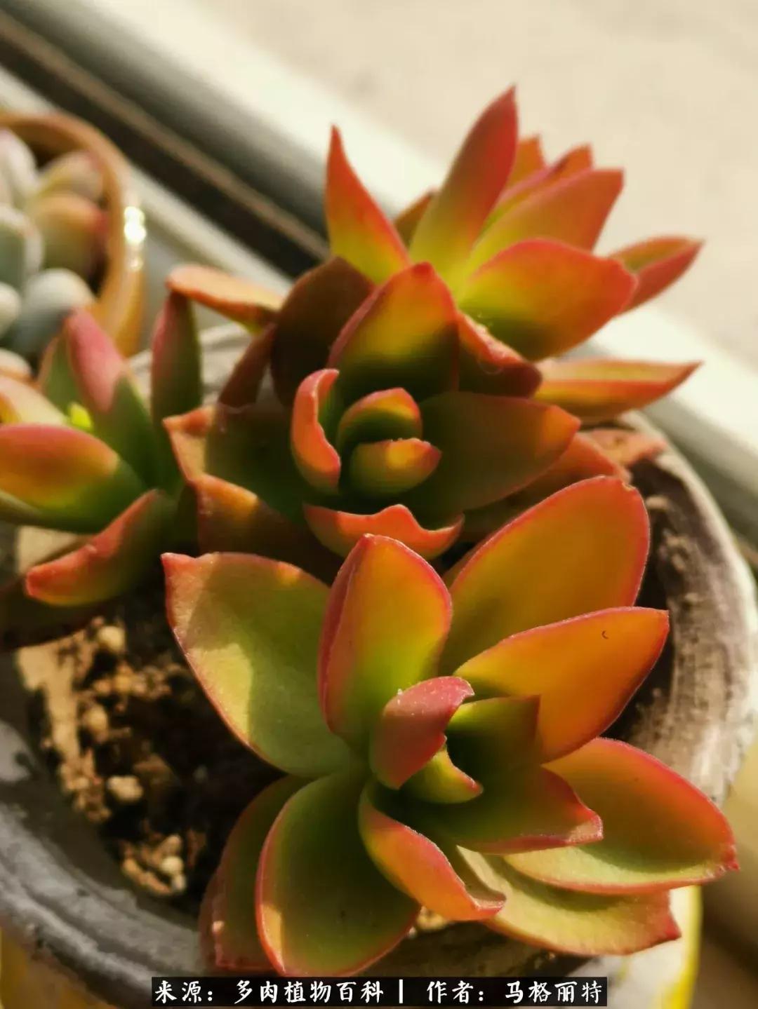 北方阳台多肉怎么过冬,北方阳台多肉