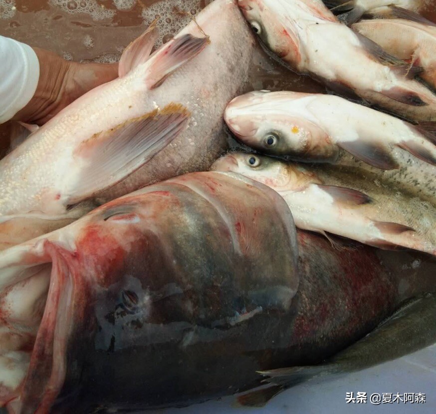 抛竿钓鲢鳙的正确方法,抛竿钓鲢鳙怎么操作