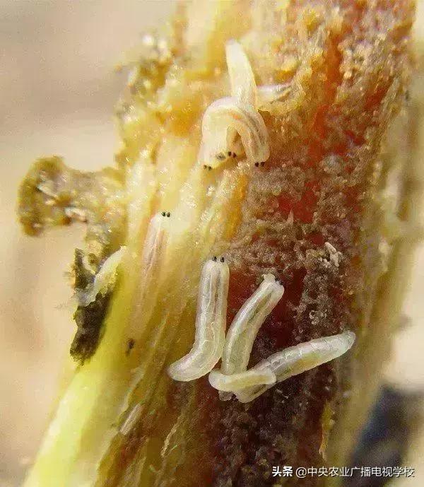 蔬菜地下害虫的最佳防治方法,防治蔬菜害虫用小苏打和白醋怎样