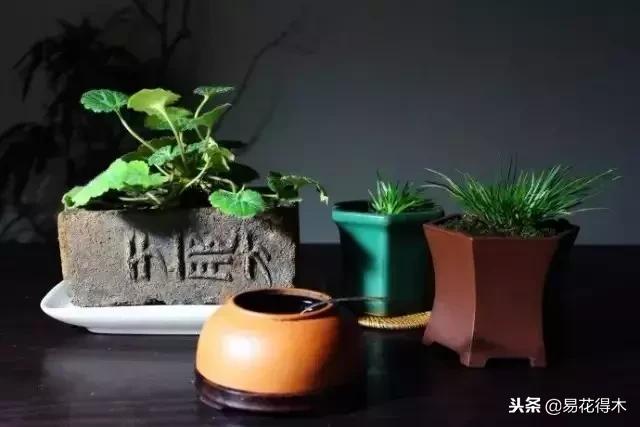 文房菖蒲怎么养殖,菖蒲的养护方法