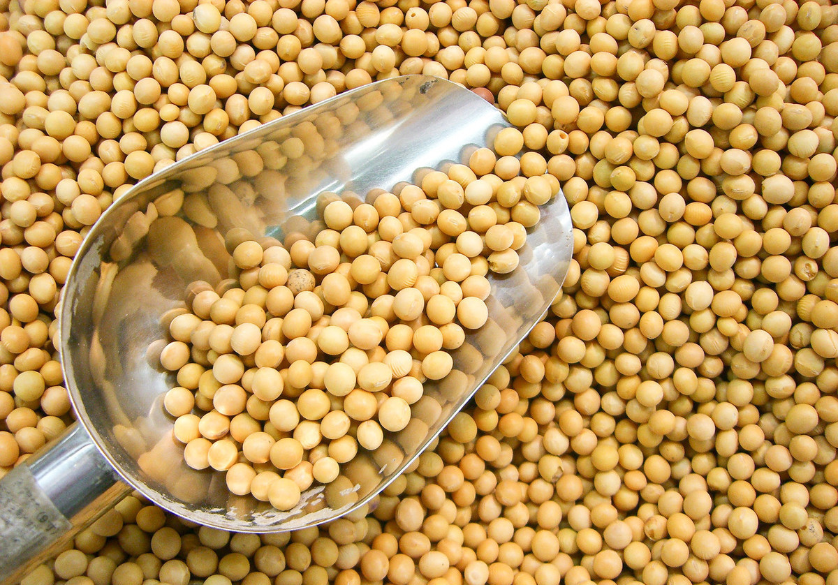 养鸡冷知识:大豆喂鸡有讲究,不小心就会要了鸡的命