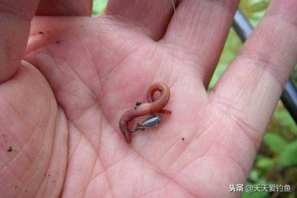 万能钓饵蚯蚓四季通用让你爆护,万能鱼饵蚯蚓的四种有趣用法