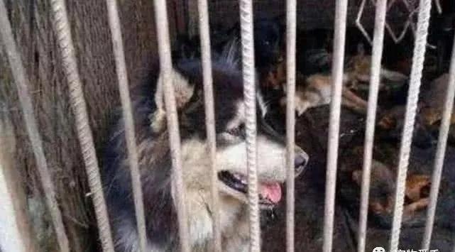 狗肉馆里的狗狗有德牧吗,狗肉场的牧羊犬