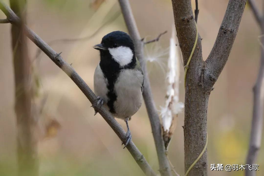 观鸟入门,观鸟小贴士